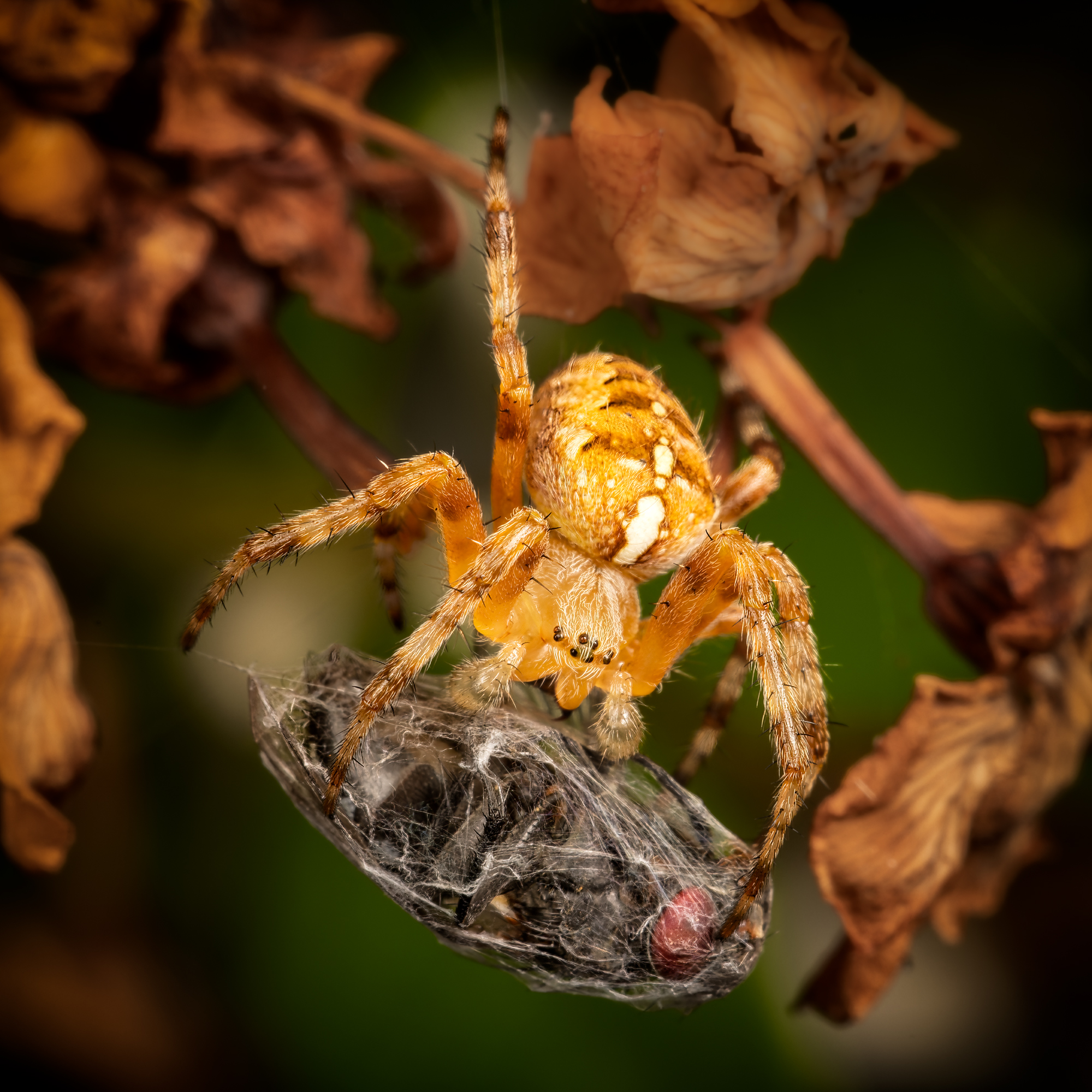  KS23886 DxO Enhanced 1