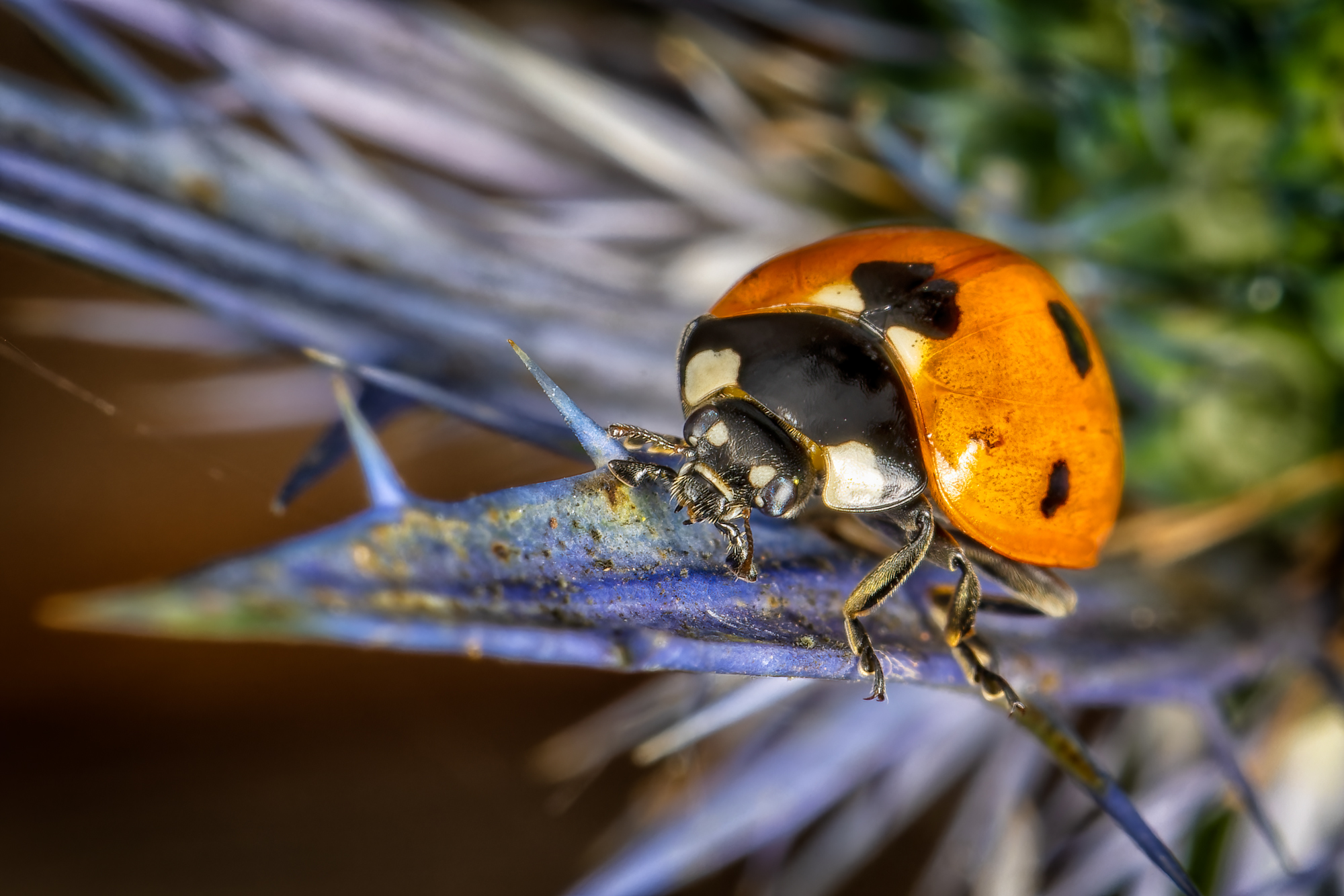  KS23990 DxO Enhanced 1