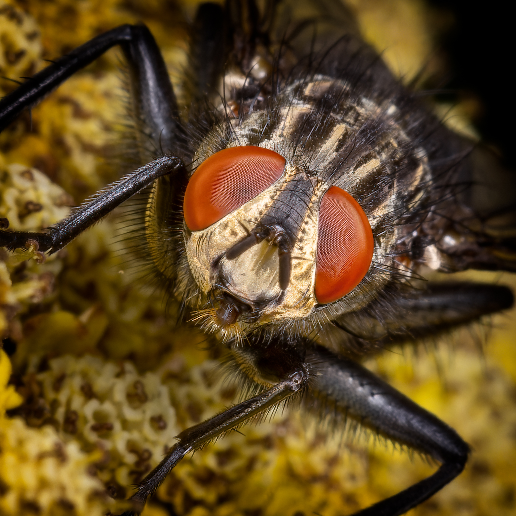  KS24411 DxO Enhanced 3