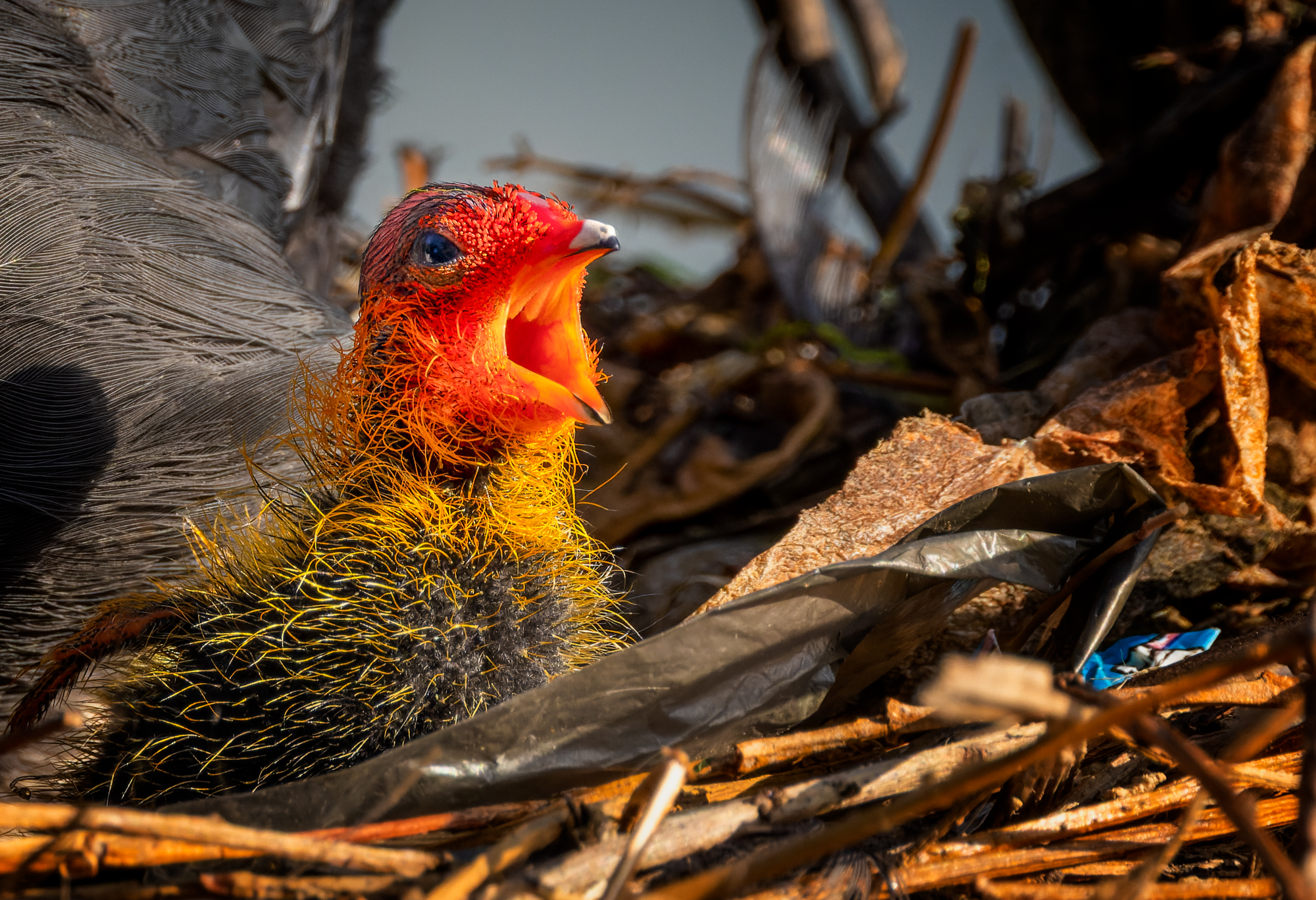  KS59274 DxO Enhanced SR 1